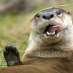 Orlando: Central Florida Zoo Skip-the-Line Ticket - The Highlights: Animals and Encounters