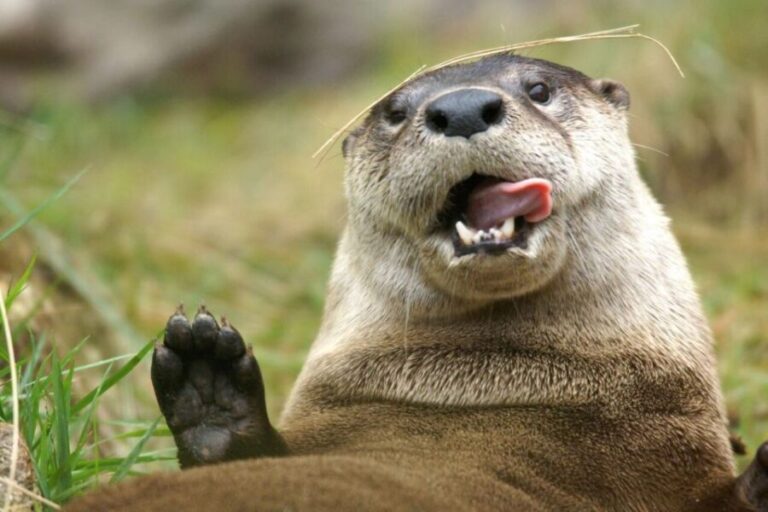 Orlando: Central Florida Zoo Skip-the-Line Ticket - The Highlights: Animals and Encounters