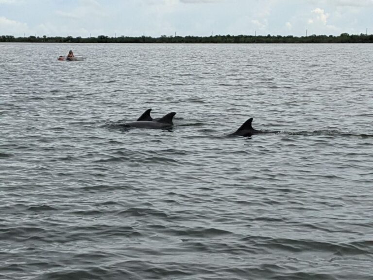 Orlando: Dolphin Clear Kayak or Paddle Board Adventure - Authentic Feedback from Participants