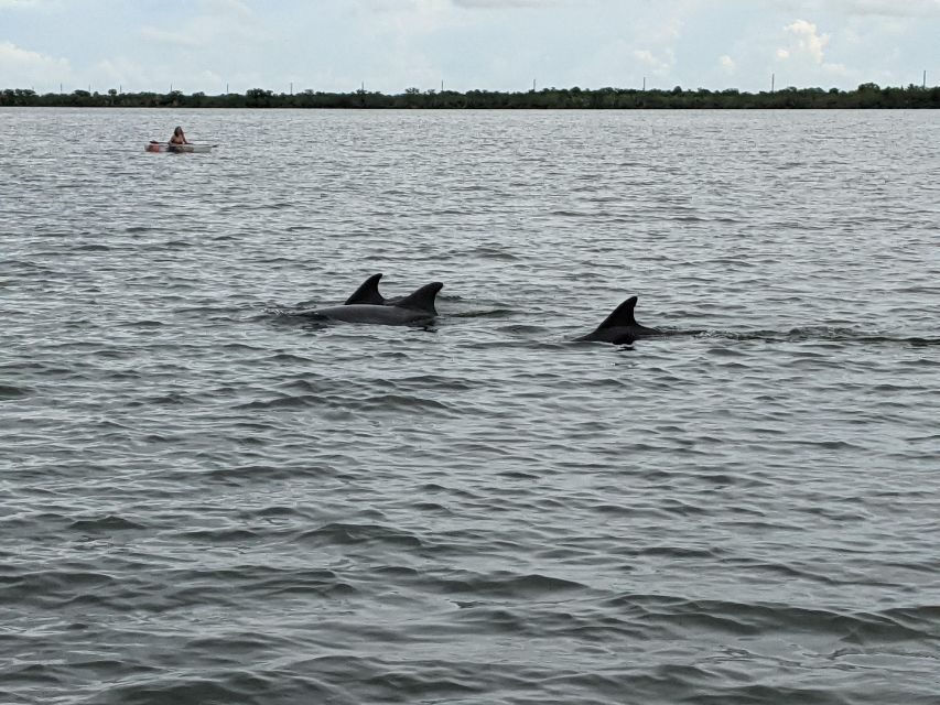 Orlando: Dolphin Clear Kayak or Paddle Board Adventure - Authentic Feedback from Participants