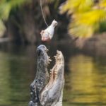 Orlando: Drive-Thru Safari Park at Wild Florida - What You Can Expect During Your Visit