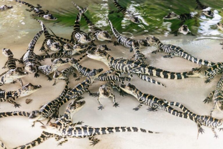 Orlando: Gatorland Skip-the-Line Ticket - Who Is This Tour Best For?