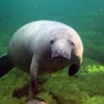 Orlando: Kayaking Tour with Manatee Encounter - Pricing and Value