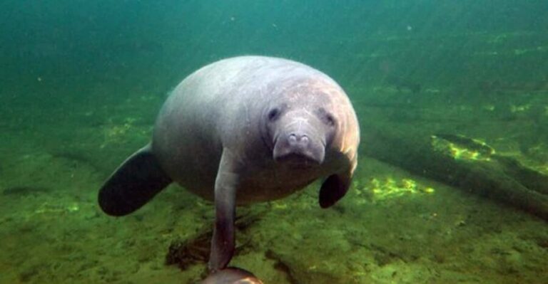 Orlando: Kayaking Tour with Manatee Encounter - Pricing and Value