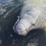 Orlando: Small Group Manatee Discovery Kayak Tour - The Real-World Reviews and What They Say