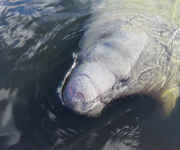 Orlando: Small Group Manatee Discovery Kayak Tour - The Real-World Reviews and What They Say