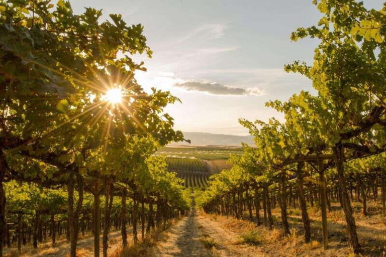 Osoyoos: Osoyoos Full Day Guided Wine Tour - Who Is This Tour Best For?