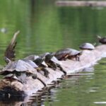 Ottawa: Ecological Reserve Kayak Tour with Turtle Sightings - Practical Tips for Your Trip