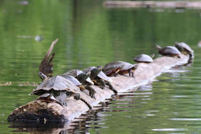 Ottawa: Ecological Reserve Kayak Tour with Turtle Sightings - Practical Tips for Your Trip