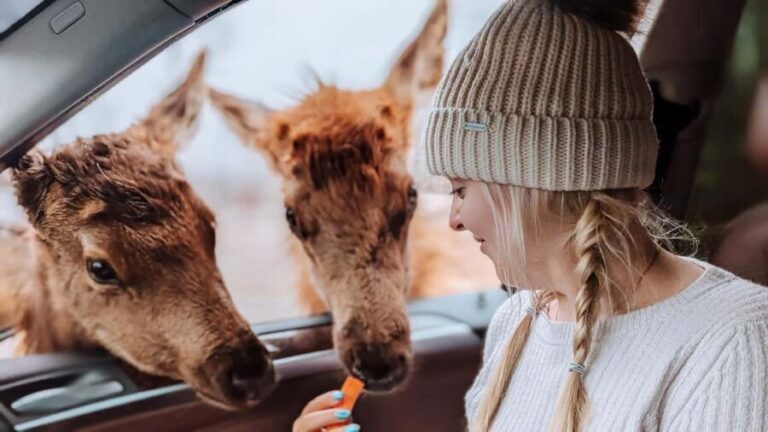 Ottawa: Private Wildlife Adventure Safari in Parc Omega - The Itinerary (What to Expect)