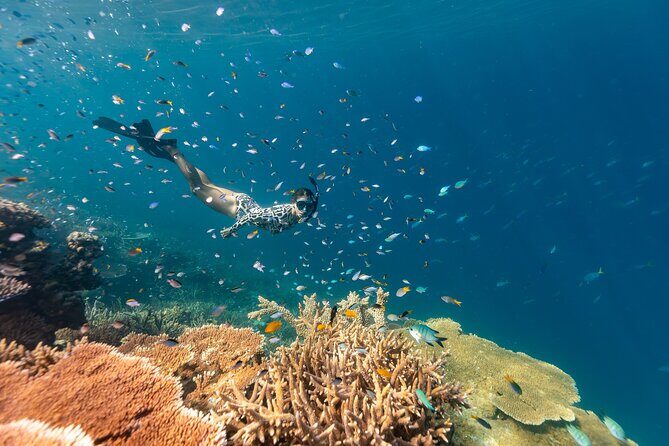 Outer Great Barrier Reef Snorkel Adventure in Airlie Beach - Who Is This Tour Best For?