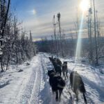 Overnight Dog Sledding Adventure - Camping Under the Stars in Heated Tents