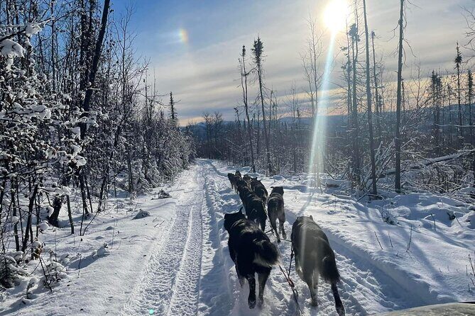 Overnight Dog Sledding Adventure - Camping Under the Stars in Heated Tents