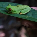 Paddle Board Adventure in a Tropical Paradise - What We Think: The Strengths and Possible Drawbacks