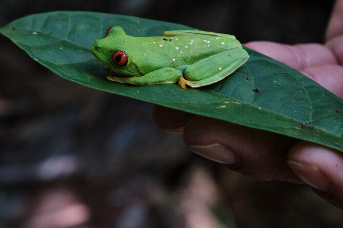 Paddle Board Adventure in a Tropical Paradise - What We Think: The Strengths and Possible Drawbacks