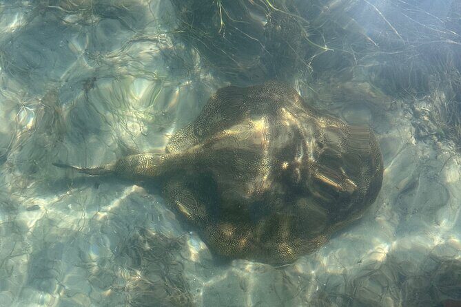 Paddle Board Picnic Peanut Island Palm Beach Singer Island - FAQ