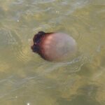 Paddle With Native Wildlife - What to Expect During the Tour