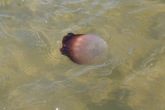 Paddle With Native Wildlife - What to Expect During the Tour