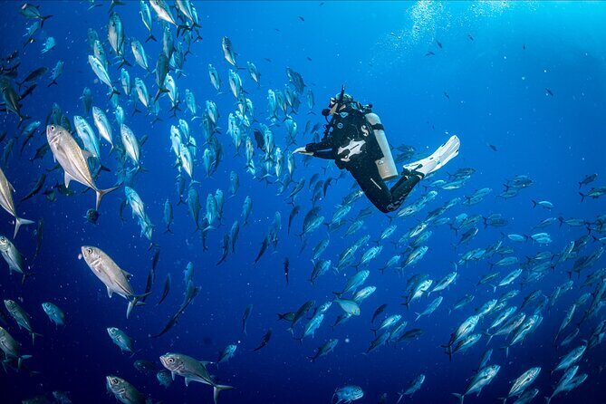 PADI Discover Scuba Diving - Is It Worth the Price?