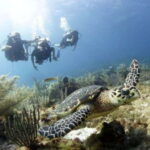 PADI Discover Scuba Diving for divers without certification - What to Expect from the Tour