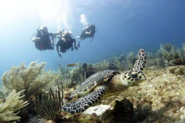 PADI Discover Scuba Diving for divers without certification - What to Expect from the Tour