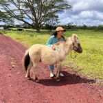 Pahoa: Ranch Tour with Animal Feedings and Interactions - The Experience in Detail