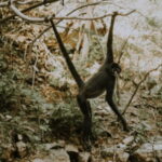 Palenque: Lacandona Jungle Path - Ecotourism Adventure - The Practicalities: Is It Worth It?