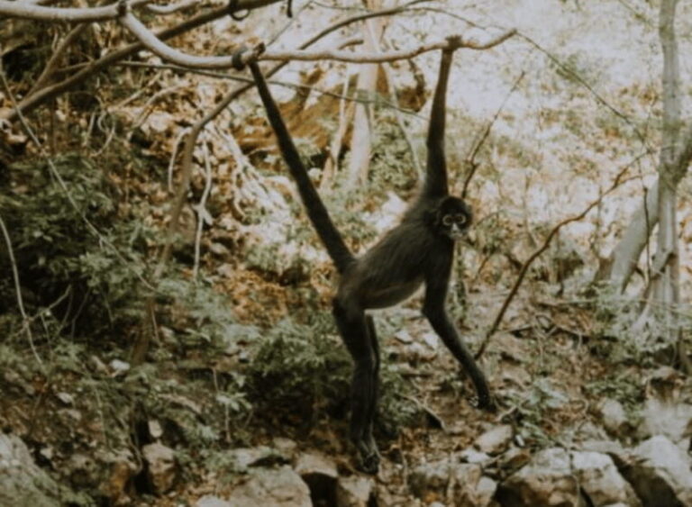 Palenque: Lacandona Jungle Path - Ecotourism Adventure - The Practicalities: Is It Worth It?