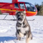 Palmer: "Dogs and Glaciers" Sledding and Helicopter Tour - The Experience: What You’ll Feel and See