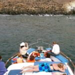 Palomino Islands Yacht Tour and swim alongside the sea lions - What’s Included and What’s Not