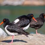 Pambula River Kayaking Tour - Is It Worth the Price?