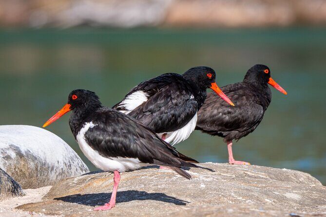 Pambula River Kayaking Tour - Is It Worth the Price?