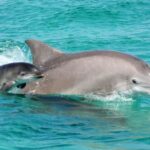 Panama City Beach: Dolphin Sightseeing Trip by Catamaran - Who Is This Tour Best For?