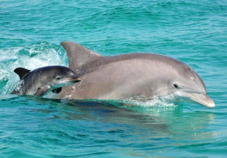 Panama City Beach: Dolphin Sightseeing Trip by Catamaran - Who Is This Tour Best For?