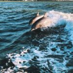 Panama City Beach: Dolphin Watching and Snorkeling Tour - The Itinerary Breakdown