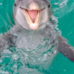 Panama City Beach: Private Dolphin Cruise - Final Thoughts