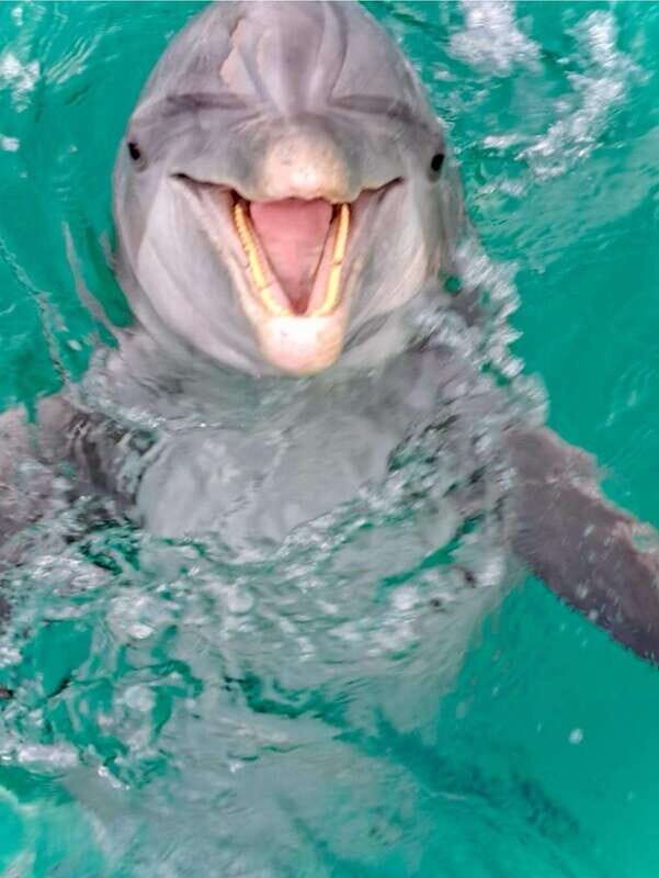 Panama City Beach: Private Dolphin Cruise - Final Thoughts