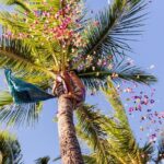 Paradise Cove Luau - Transportation and Logistics