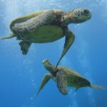 Paradise Honu Snorkeling Tour - The Itinerary in Detail