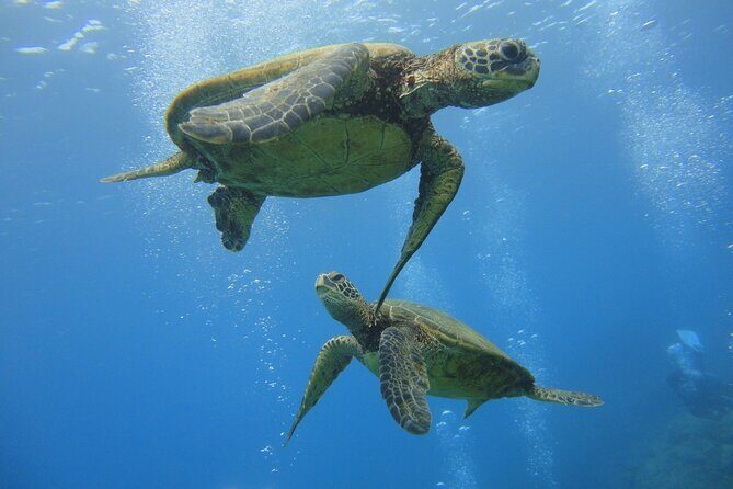 Paradise Honu Snorkeling Tour - The Itinerary in Detail