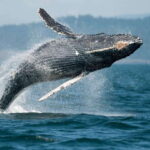 Parksville: Half-Day Whale and Wildlife Adventure - The Authentic Experience