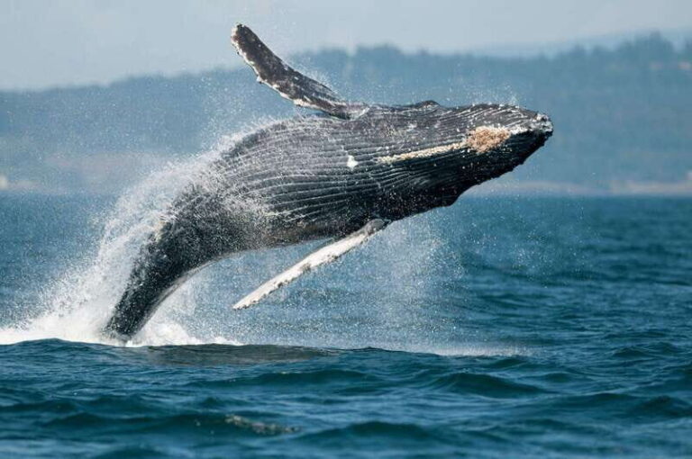 Parksville: Half-Day Whale and Wildlife Adventure - The Authentic Experience