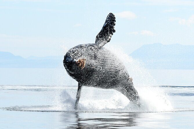 Parksville Half Day Whale and Wildlife Adventure - What to Expect on the Tour