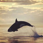 Parksville: Sunset Whale and Wildlife Adventure - What the Reviews Say