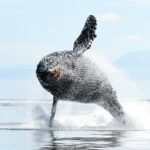 Parksville Sunset Whale and Wildlife Adventure - Who Will Love This Tour?