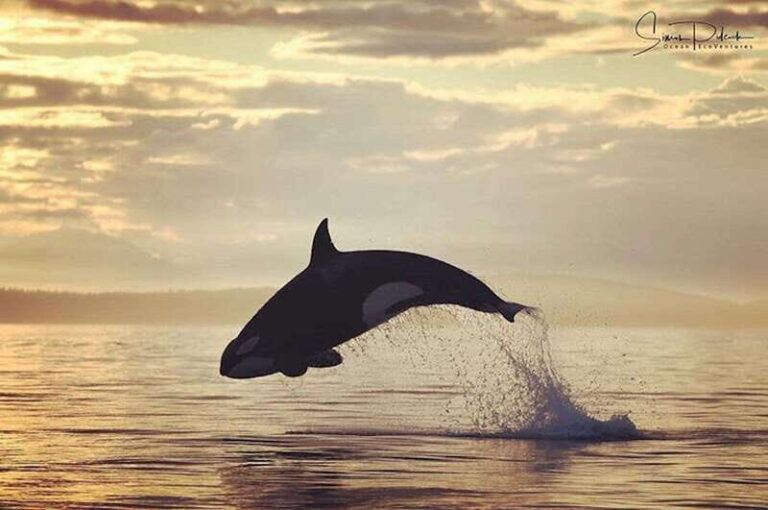 Parksville: Sunset Whale and Wildlife Adventure - What the Reviews Say