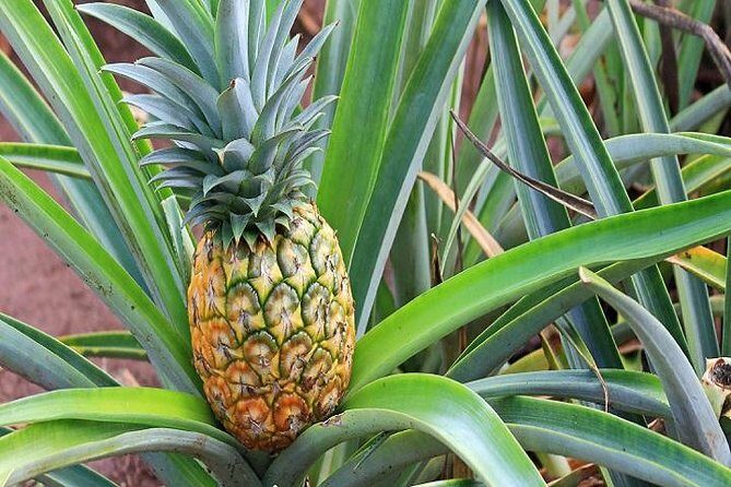 Pearl Harbor & Mini Circle Island from the Big Island - Our Honest Take: Is It Worth It?