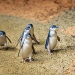 Penguin Parade, & Wildlife Encounters Eco Tour from Melbourne - Who Will Love This Tour?