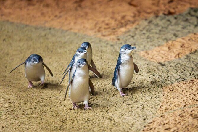 Penguin Parade, & Wildlife Encounters Eco Tour from Melbourne - Who Will Love This Tour?