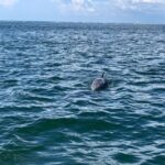 Pensacola Beach Sunset Dolphin Tour private up to 6 ppl - Price and Value